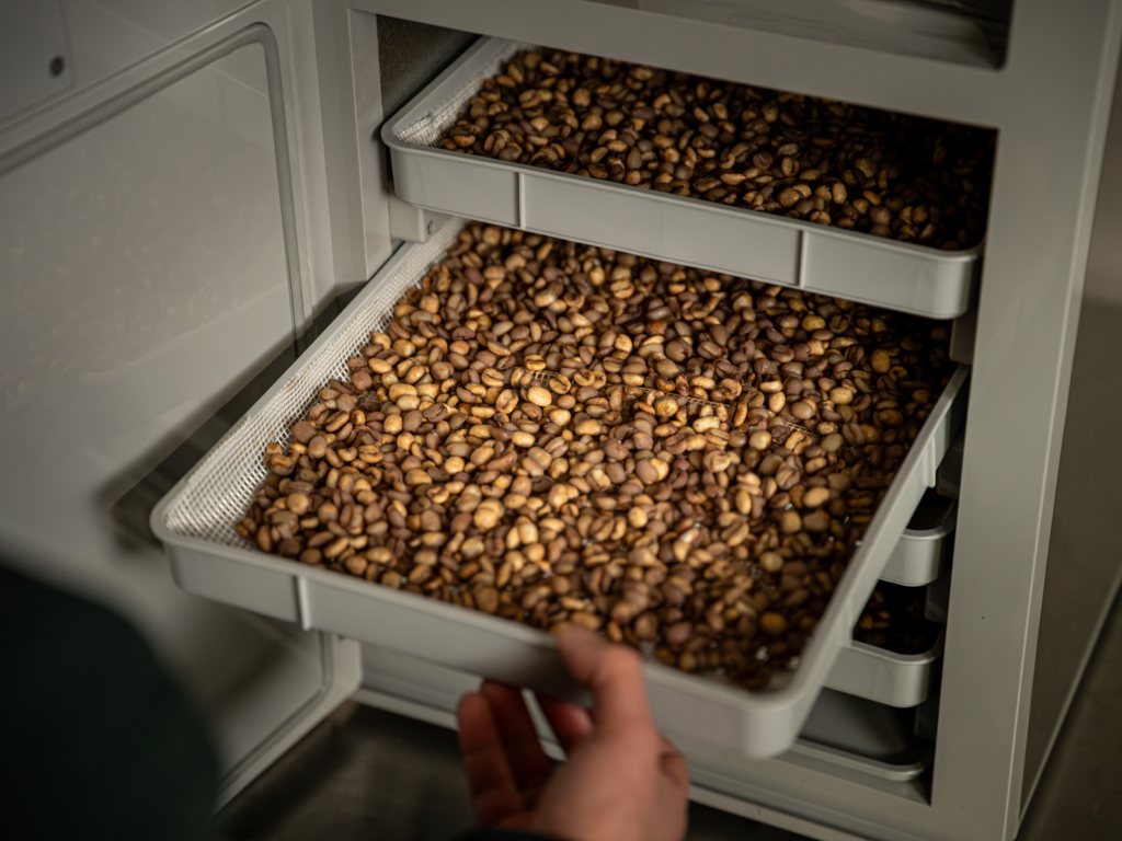 焙煎前のコーヒー豆